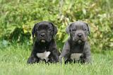 CANE CORSO 1273